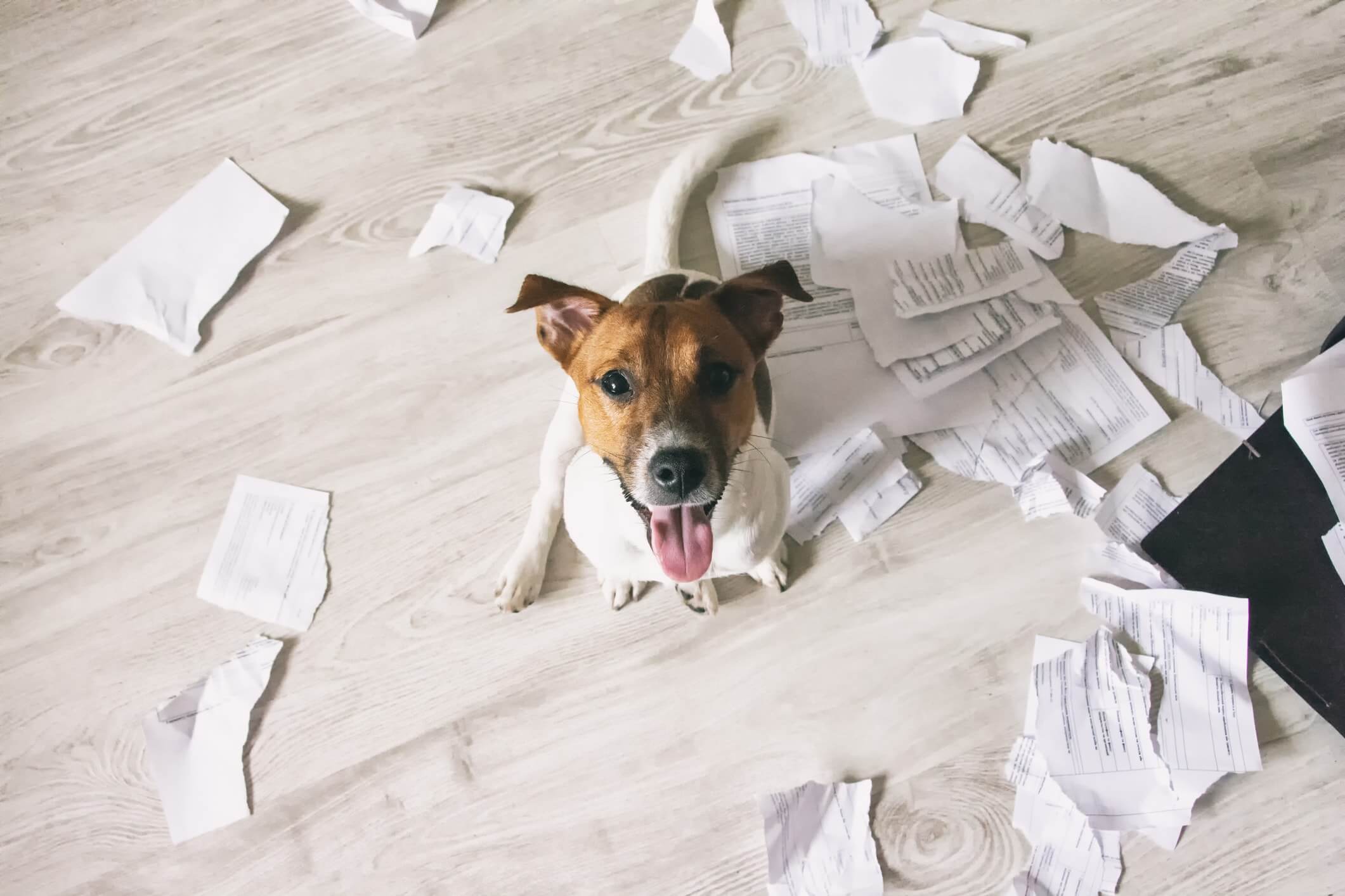 Dog chewed up paper